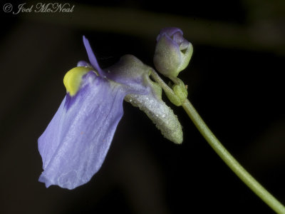 Utricularia dichotoma