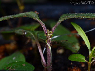 Cuscuta obtusiflora seedling attachment
