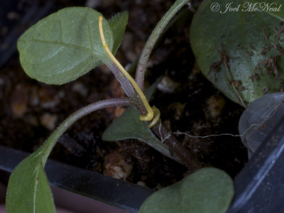 Cuscuta pentagona seedling attachment