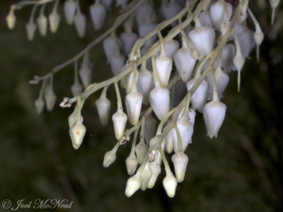 Sourwood: Oxydendrum arboreum