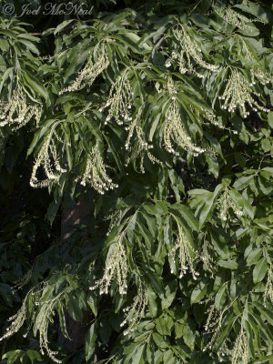 Sourwood: Oxydendrum arboreum