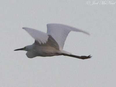 Snowy Egret (trailing bird zoomed in from previous photo): Bartow Co., GA