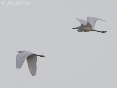 Snowy Egrets: Bartow Co., GA