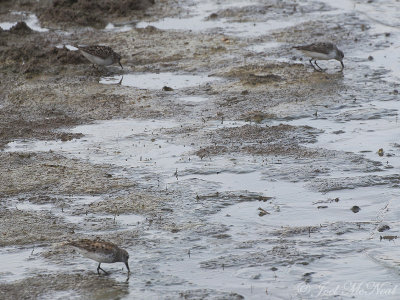 adult Least, Semipalmated, and Western Sandpipers: Bartow Co., GA