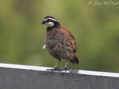 male Northern Bobwhite: Colinus virginianus, Bartow Co., GA