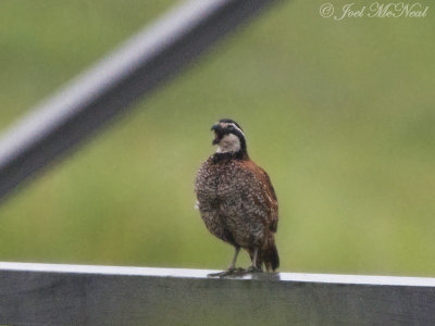 male Northern Bobwhite: Colinus virginianus, Bartow Co., GA