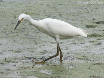 Snowy Egret: Bartow Co., GA