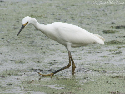 Snowy Egret: Bartow Co., GA