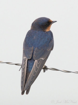 Barn Swallow: Bartow Co., GA