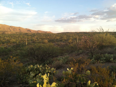 Saguaro National Park: Pima Co., AZ