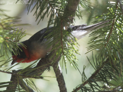 Red-faced Warbler: Mt. Lemmon, AZ