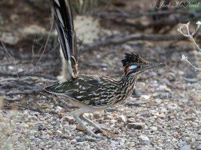 Greater Roadrunner: Geococcyx californianus, Saguaro National Park, AZ