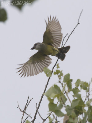 Tropical Kingbird: Tubac, AZ
