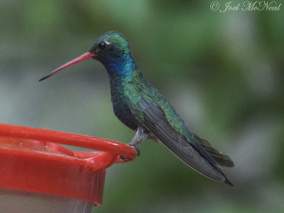 Broad-billed Hummingbird: Patagonia, AZ