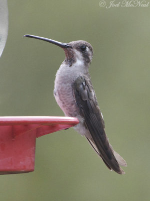 Plain-capped Starthroat: Heliomaster constantii, Madera Canyon, AZ