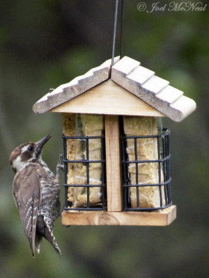 Arizona Woodpecker: Picoides arizonae, Madera Canyon, AZ