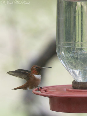 male Rufous Hummingbird: Selasphorus rufus, Miller Canyon, AZ