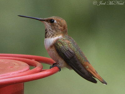 female Rufous Hummingbird: Selasphorus rufus, Miller Canyon, AZ