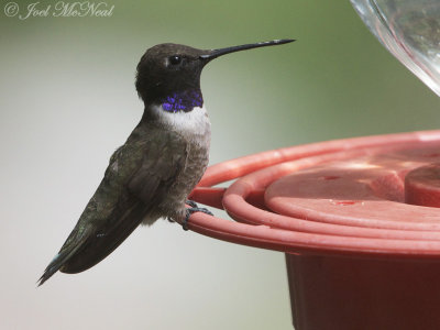 male Black-chinned Hummingbird: Miller Canyon, AZ