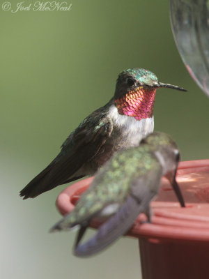 Broad-tailed Hummingbirds: Selasphorus platycercus, Miller Canyon, AZ