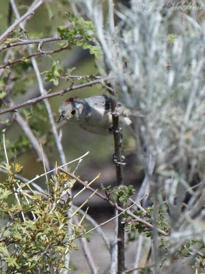 Lucy's Warbler: Oreothlypis luciae, Portal, AZ