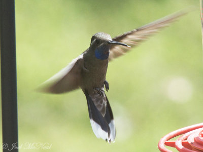 Blue-throated Hummingbird: Lampornis clemenciae, Cave Creek Canyon, AZ