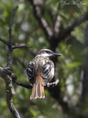 Sulphur-bellied Flycatcher: Cave Creek Canyon, AZ