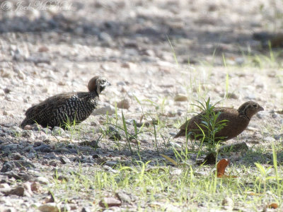 Montezuma Quail: Cyrtonyx montezumae, Cave Creek Canyon, AZ