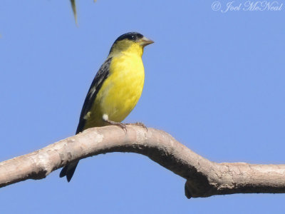 Lesser Goldfinch: Cave Creek Canyon, AZ