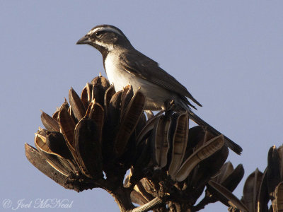 Black-throated Sparrow: Amphispiza bilineata, Portal, AZ