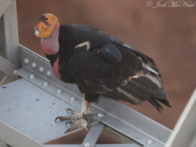 California Condor