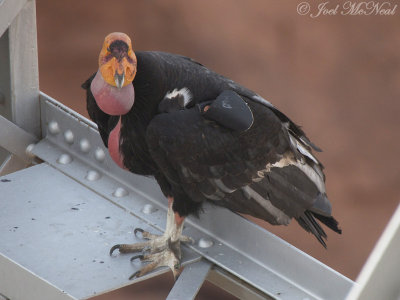 California Condor (#54): Coconino Co., AZ