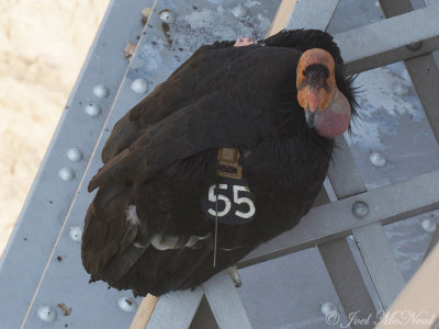 California Condor (#55): Coconino Co., AZ