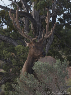 Mammals: AZ 2014