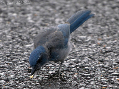 Western Scrub-Jay: Grand Canyon National Park, AZ