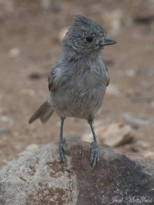 Juniper Titmouse: Baeolophus ridgewayi, Grand Canyon National Park, AZ