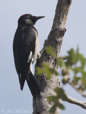 Acorn Woodpecker: Flagstaff, AZ