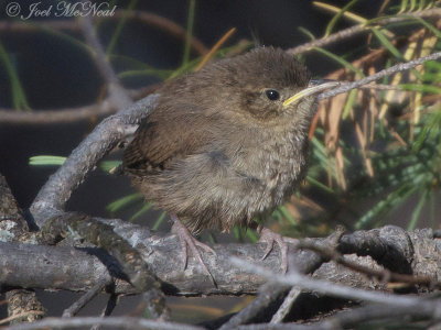 fledgling House Wren: Troglodytes aedon, Coconino National Forest, AZ