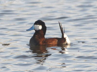 drake Ruddy Duck: Kachina Wetlands- Flagstaff, AZ