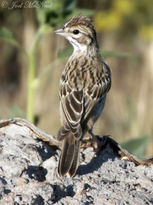 Lark Sparrow: Chondestes grammacus, Kachina Wetlands- Flagstaff, AZ