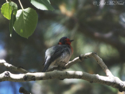 Red-faced Warbler: Mt. Lemmon, AZ