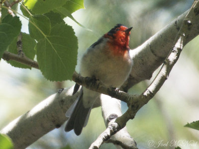 Red-faced Warbler: Mt. Lemmon, AZ