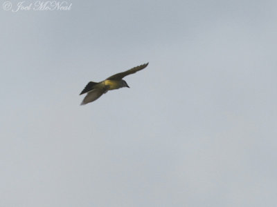 Western Kingbird: Bartow Co., GA