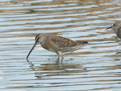 juv. Short-billed Dowitcher: Bartow Co., GA