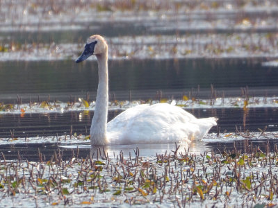 Trumpeter Swan: Lorain Co., OH