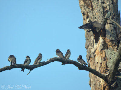 Purple Martins: Lorain Co., OH