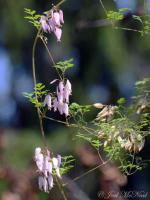 Allegheny Vine: Adlumia fungosa