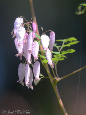 Allegheny Vine: Adlumia fungosa
