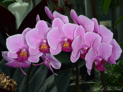 Phalaenopsis hybrid