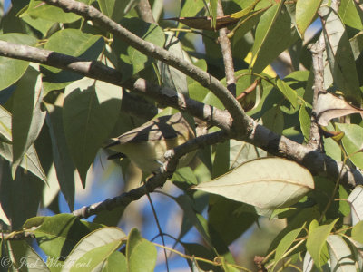 Warbling Vireo: Vireo gilvus, Bartow Co., GA